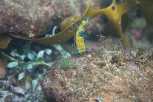 Verco's Nudibranch